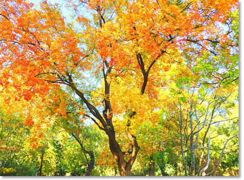 这个秋天我住在“北平” 这个秋天我住在“北平”