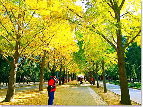 这个秋天我住在“北平” 这个秋天我住在“北平”