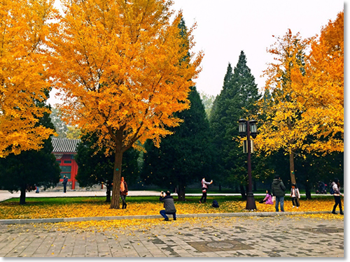 这个秋天我住在“北平” 这个秋天我住在“北平”