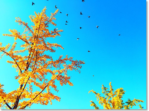 这个秋天我住在“北平” 这个秋天我住在“北平”