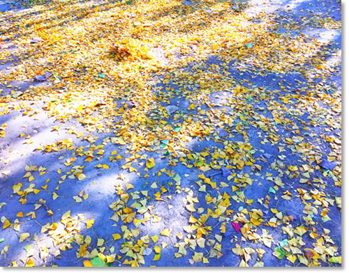 这个秋天我住在“北平” 这个秋天我住在“北平”