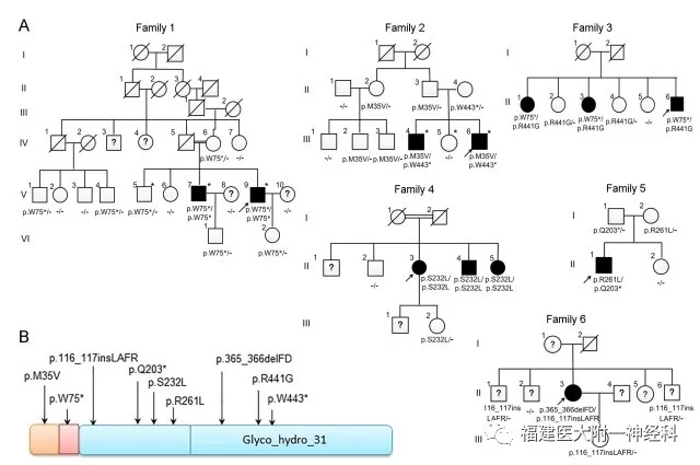 国际神经科学领域顶级期刊“Neuron”发表我院陈万金团队最新研究成果——发现原发性家族性脑钙化症首个隐性遗传致病基因 国际神经科学领域顶级期刊“Neuron”发表我院陈万金团队最新研究成果——发现原发性家族性脑钙化症首个隐性遗传致病基因