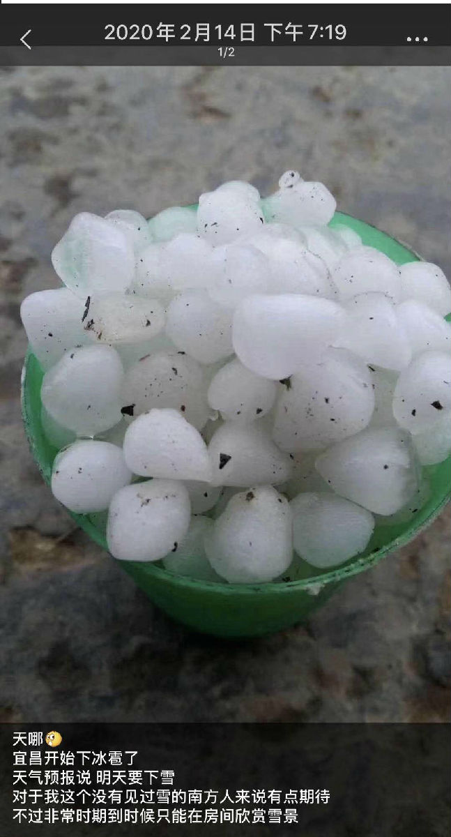 风雨中的玫瑰 风雨中的玫瑰